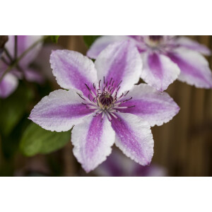 Clematis Hybride Carnaby