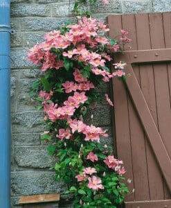 Clematis Hybrid Comtesse de Bouchaud