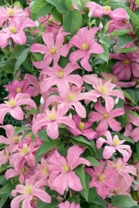 Clematis Hybrid Comtesse de Bouchaud