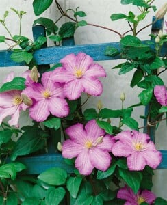 Clematis Hybrid Comtesse de Bouchaud