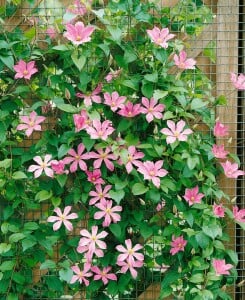 Clematis Hybrid Comtesse de Bouchaud