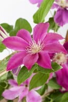 Clematis Hybrid Comtesse de Bouchaud