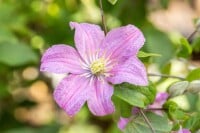 Clematis Hybrid Comtesse de Bouchaud