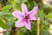 Clematis Hybrid Comtesse de Bouchaud