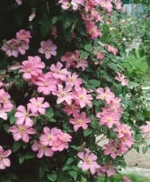 Clematis Hybrid Comtesse de Bouchaud