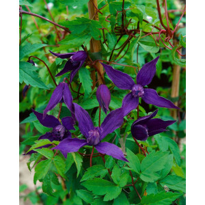 Clematis alpina Tage Lundell