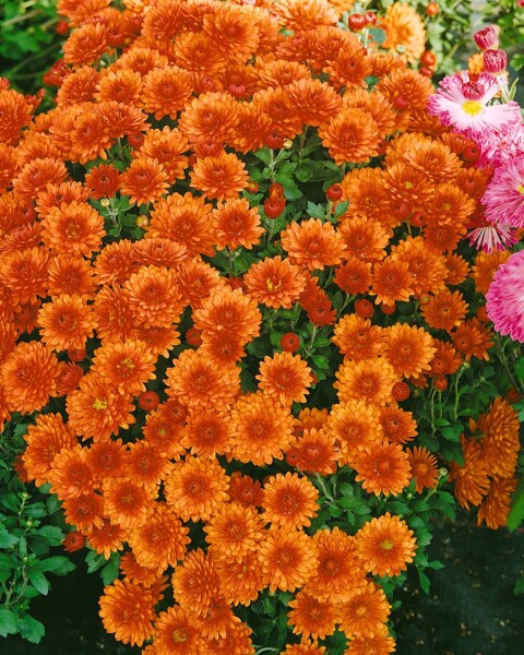 Chrysanthemum x hort.Bronzekrone