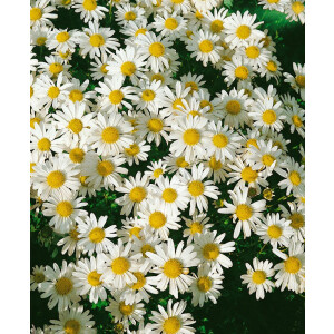 Chrysanthemum Arcticum-Hyb.Schwefelglanz