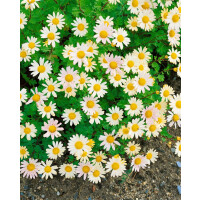 Chrysanthemum Arcticum-Hyb.Schwefelglanz