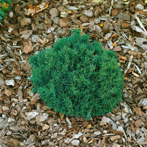 Chamaecyparis lawsoniana Green Globe