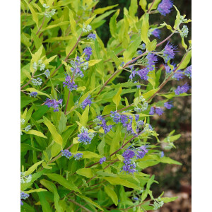 Caryopteris clandonensis Worchester Gold