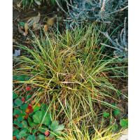 Carex oshimensis Evergold