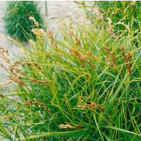 Carex muskingumensis Variegata
