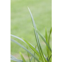 Carex foliosissima Irish Green