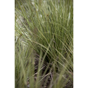 Carex brunnea Verde
