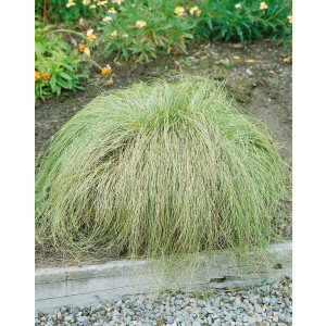 Carex albula Frosted Curls