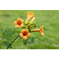 Campsis radicans Grandiflora