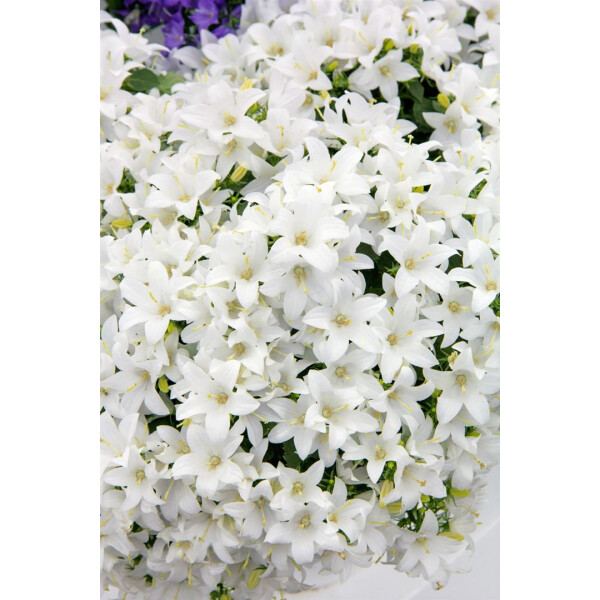 Campanula cochleariifolia White Baby