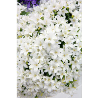 Campanula cochleariifolia White Baby