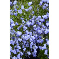 Campanula cochleariif.Bavaria Blue, gen.