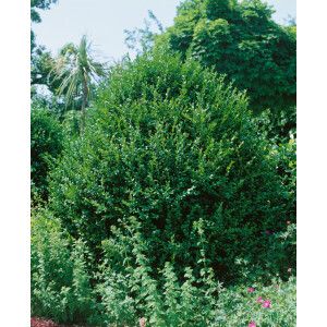Buxus sempervirens arborescens