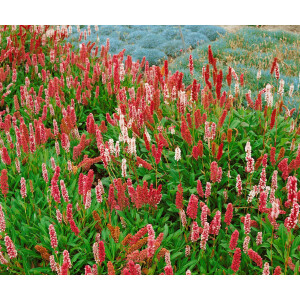 Bistorta affinis Darjeeling Red