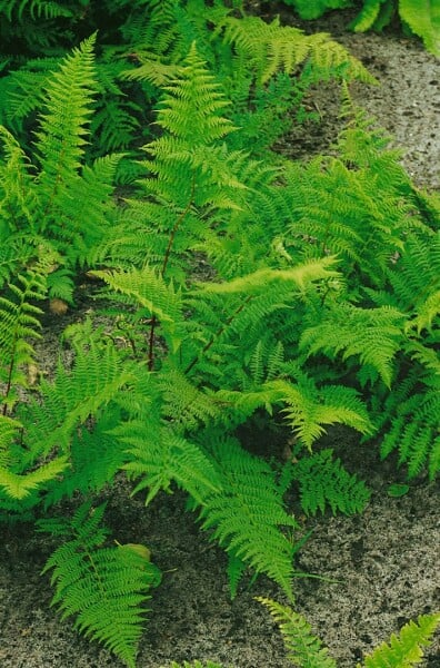 Athyrium filix-femina Rotstiel Farn mit roten Stielen