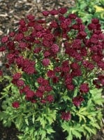 Astrantia major Ruby Cloud