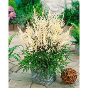Astilbe x cult.Rock and Roll  -R-