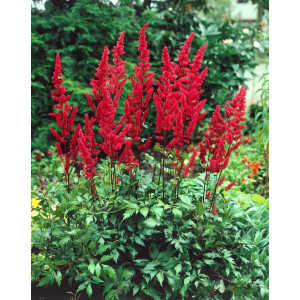 Astilbe x arendsii Fanal