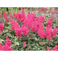 Astilbe japonica Montgomery