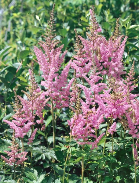 Astilbe chinensis Visions in Pink  -R-