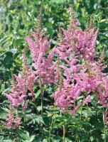 Astilbe chinensis Visions in Pink  -R-