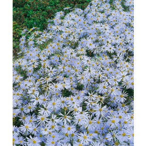 Aster amellus Silbersee