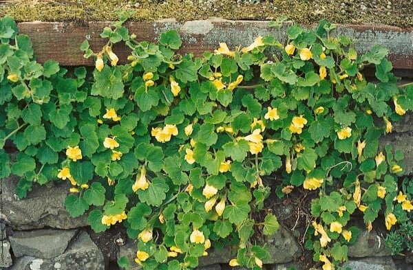 Asarina procumbens Blüte Nahaufnahme