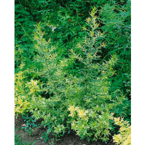 Artemisia vulg.Oriental Limelight  -R-