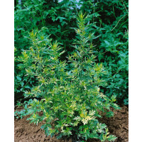 Artemisia vulg.Oriental Limelight  -R-