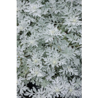 Artemisia stelleriana Mori