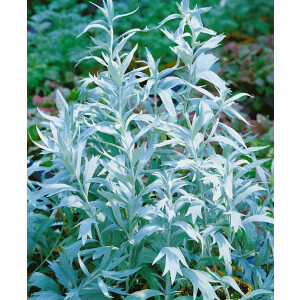 Artemisia ludoviciana Valerie Finnis
