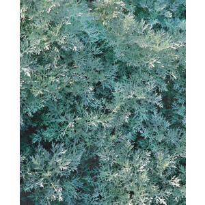 Artemisia arborescens Powis Castle