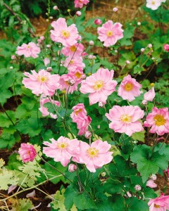 Anemone japonica Rosenschale