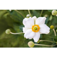 Anemone japonica Honorine Jobert