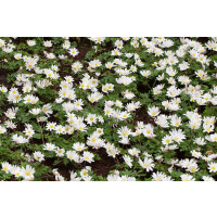 Anemone blanda White Splendour