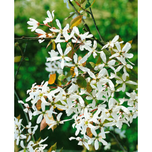 Amelanchier alnifolia Robin Hill