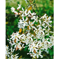 Amelanchier alnifolia Robin Hill