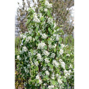 Amelanchier alnifolia Obelisk  -R-