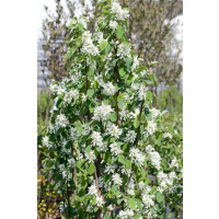 Amelanchier alnifolia Obelisk  -R-