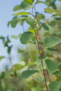 Amelanchier alnifolia Greatberry® Fruty