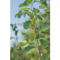 Amelanchier alnifolia Greatberry® Fruty