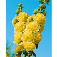 Alcea rosea Pleniflora Chaters, gelb